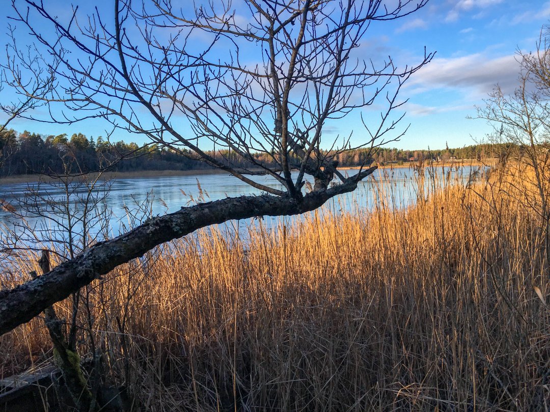 Foto Natur Lillsjön-Örnnässjön, Kungsängen