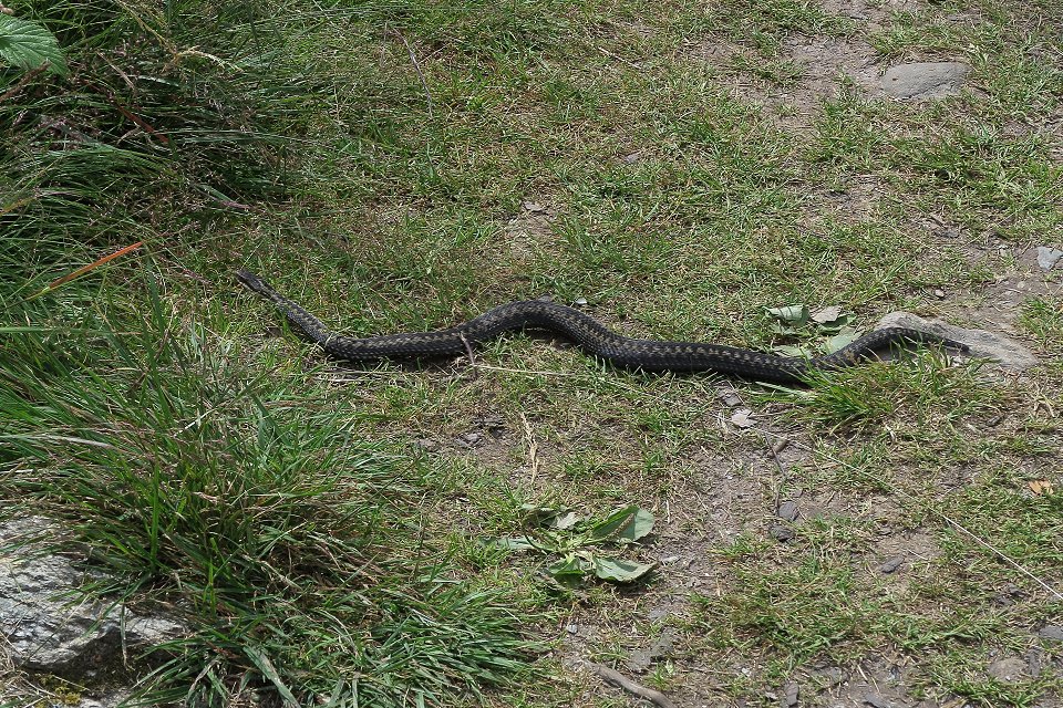 Ormar huggorm i graset