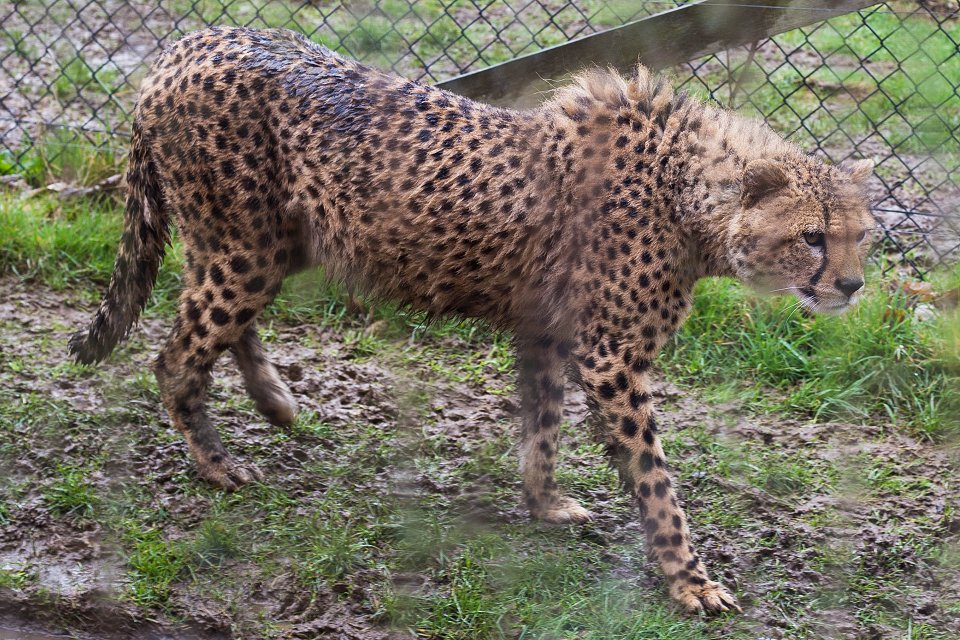Longleat Manor Safari Park - april 2018 gepard