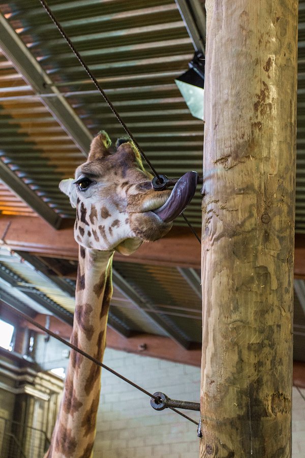 Marwell Hall - december 2014 giraff tunga