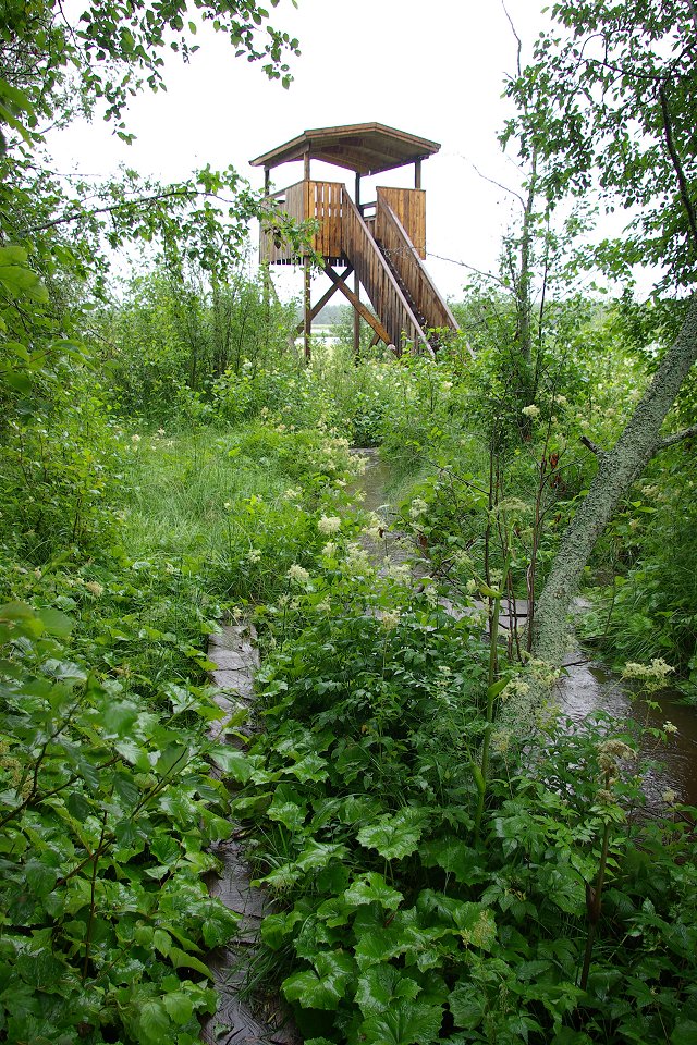 Ändsjön Frösön - juli 2009 fagel torn andsjon
