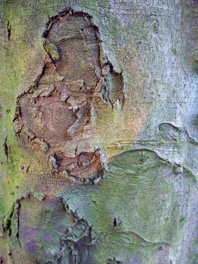 Creech Wood England - december 2019 bark