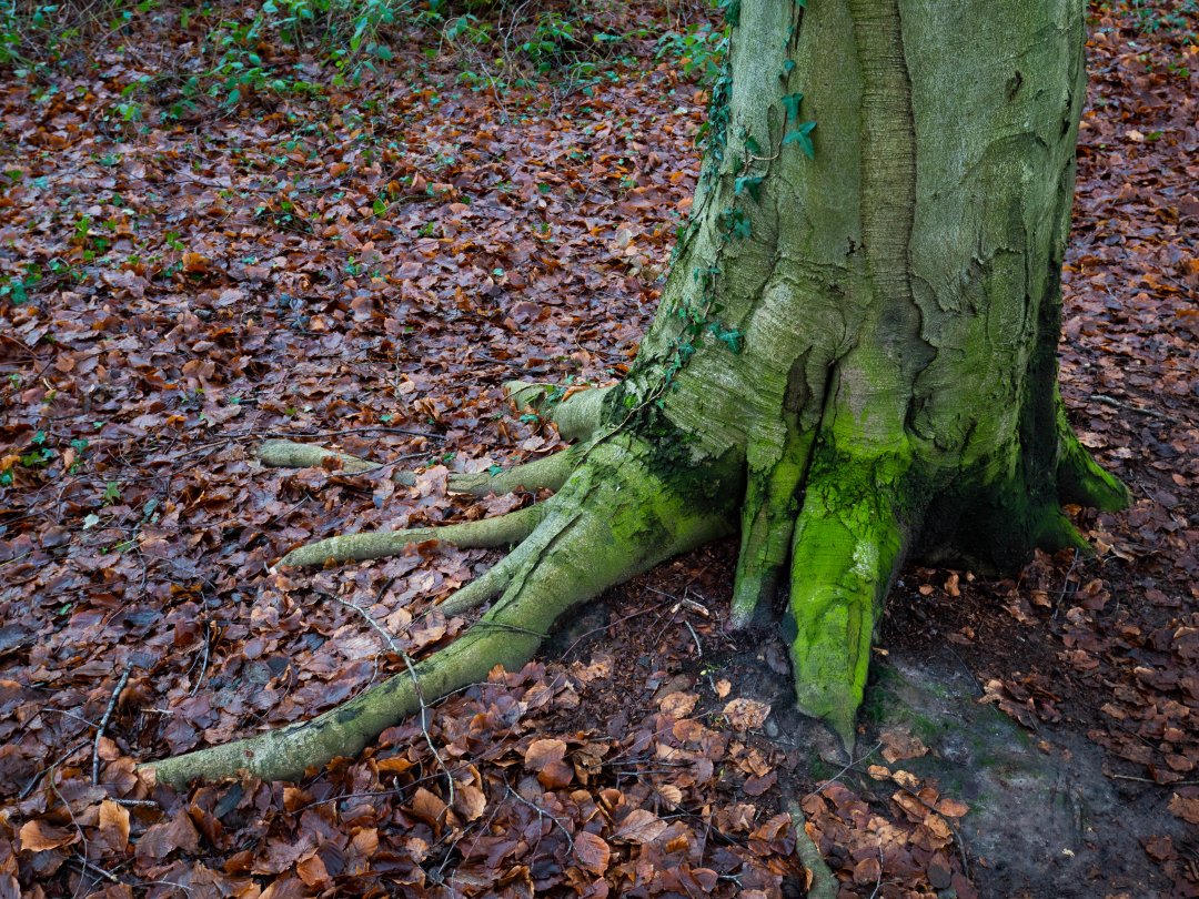 Creech Wood England - december 2019 green root