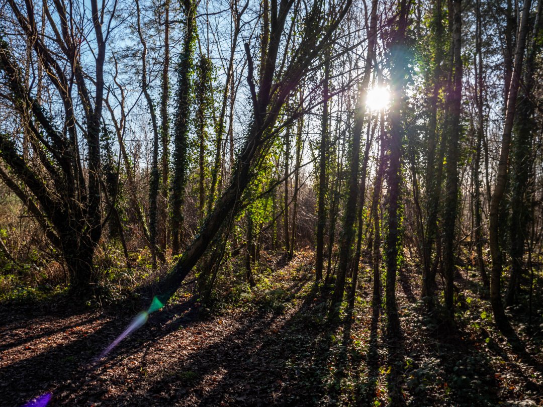 Creech Wood England - december 2019 solen mellan traden