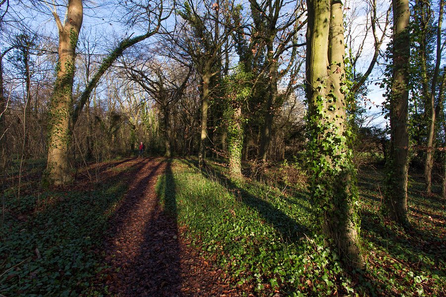 England Hambledon - december 2014 skuggor i skogen