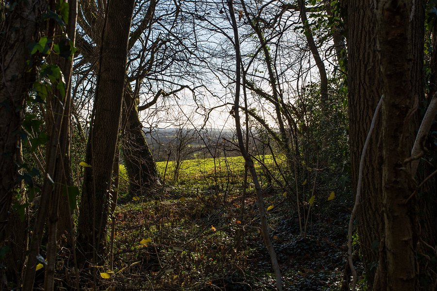 England Hambledon - december 2014 utsikt mellan stammar