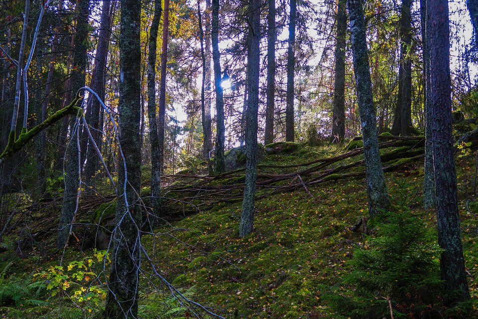 Granåsens naturreservat - oktober 2017 skogsbacke