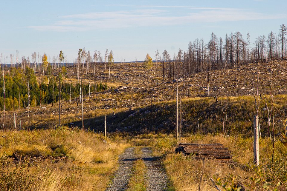 Hälleskogsbrännan - oktober 2016 skogsvag