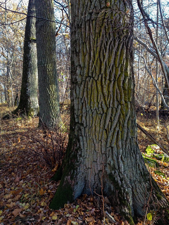Hjälstavikens naturreservat - oktober 2016 fin bark