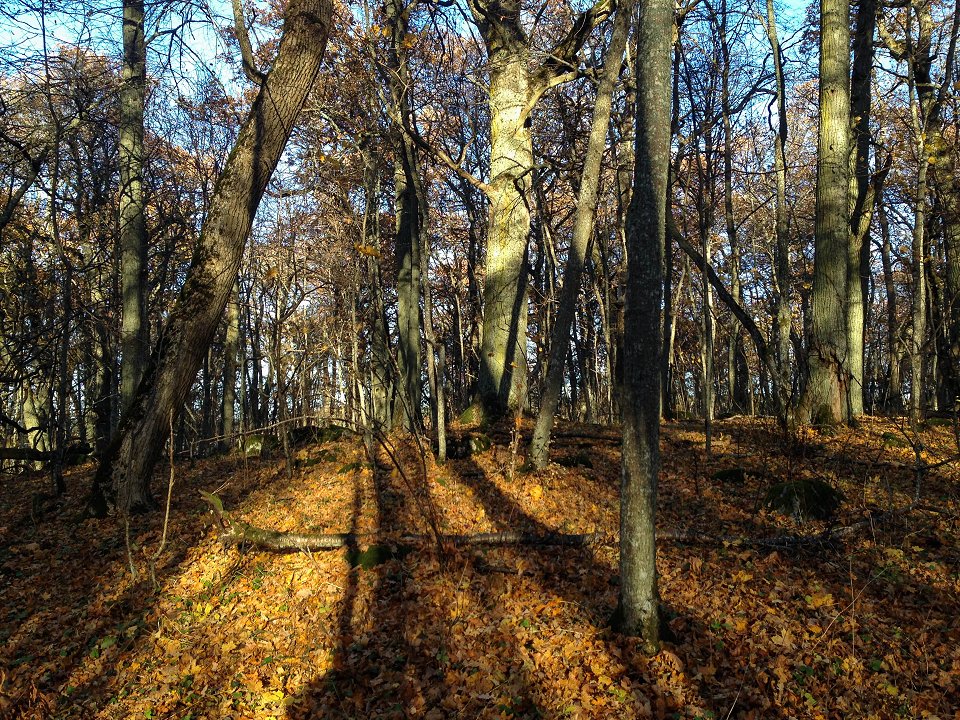 Hjälstavikens naturreservat - oktober 2016 sol och skugga i skogen