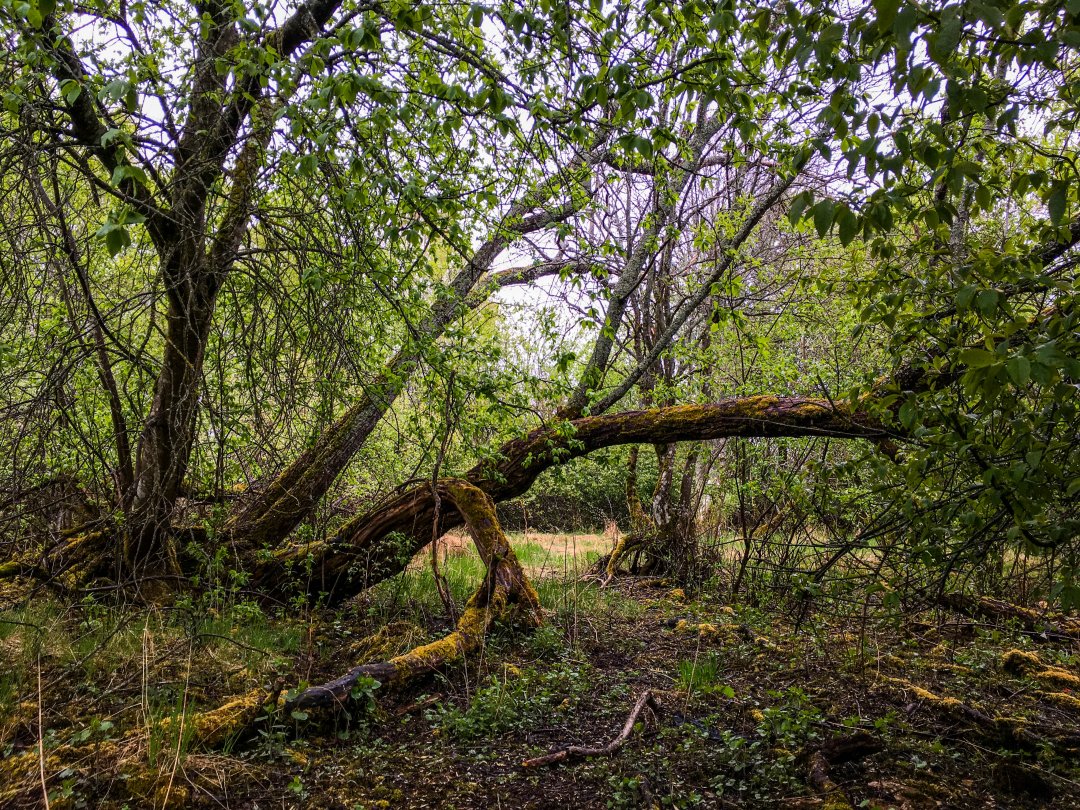 Igelbäckens naturreservat, Sundbyberg - maj 2022 stammar mossa