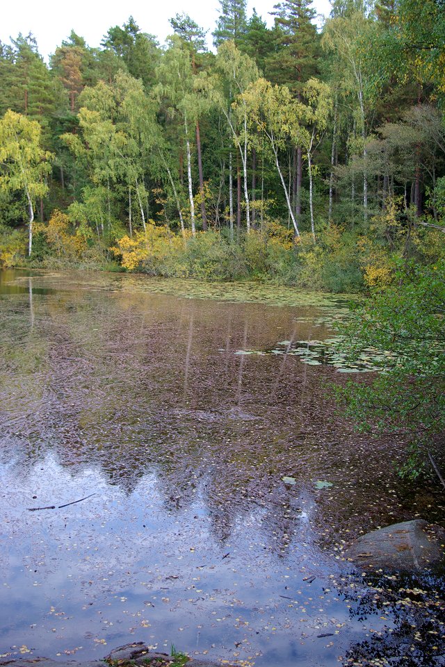 Judarskogens naturreservat - sept 2008 grumlig sjo