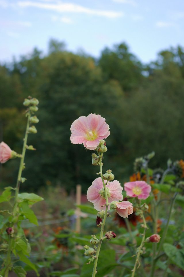 Judarskogens naturreservat - sept 2008 rosa rosor judarskogen