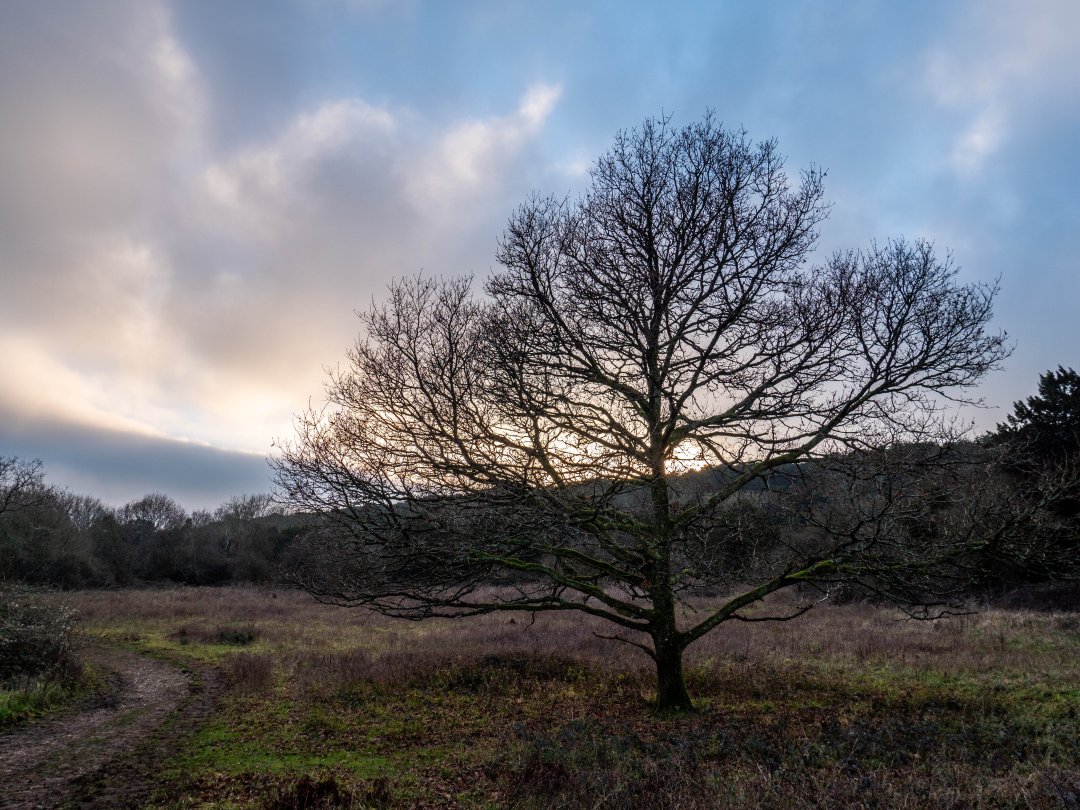 Kingley Vale National Nature Reserve England - december 2019 ensamma tradet
