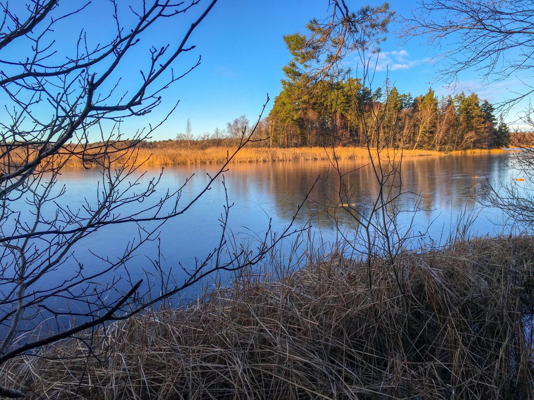 Lillsjön-Örnnässjön, Kungsängen - december 2021 fagel udden