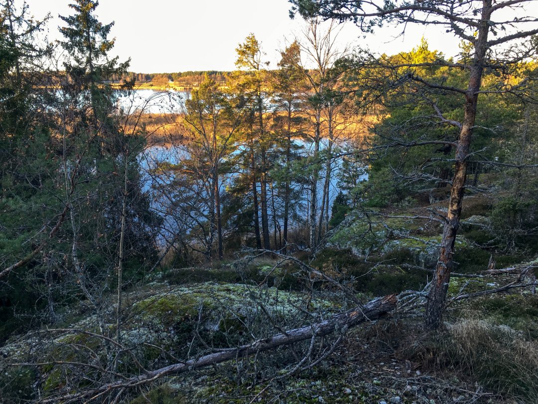 Lillsjön-Örnnässjön, Kungsängen - december 2021 toppen