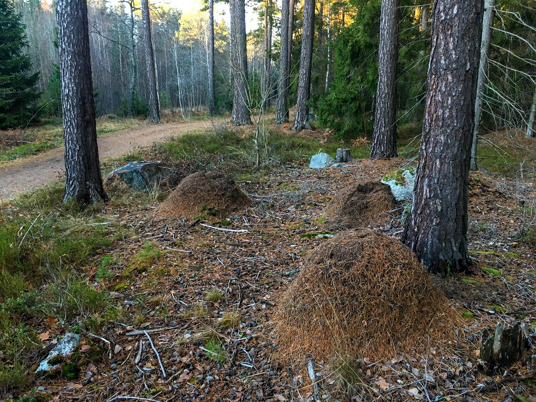 Lillsjön-Örnnässjön, Kungsängen - december 2021 tre myrstackar