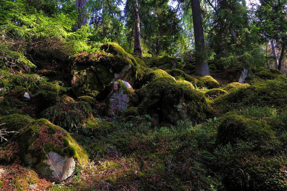 Myrkarby Naturreservat - augusti 2017 mossiga stenar