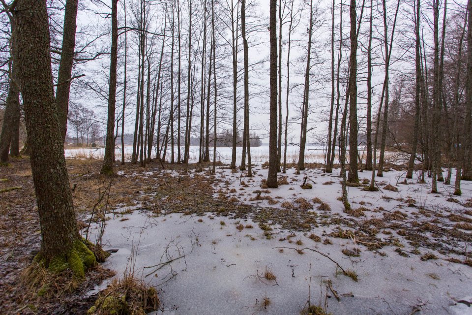 Norra Malma naturreservat - mars 2017 iskall skog