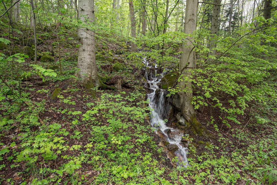 Ombergs nationalpark - maj 2018 bokskog strom
