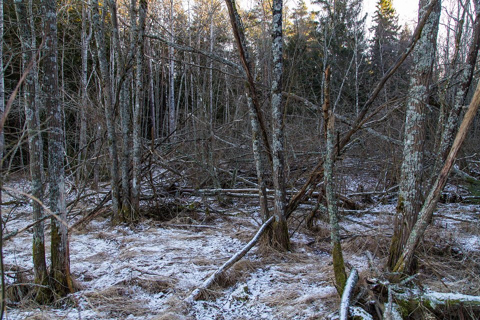 Rösjöskogens naturreservat - januari 2017 blek och vintrig skog