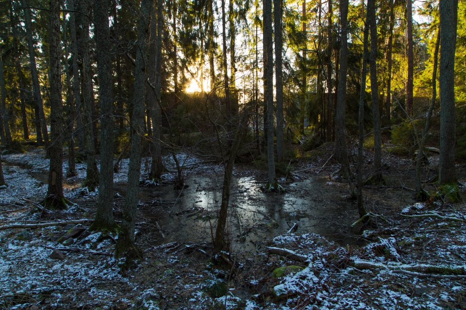 Rösjöskogens naturreservat - januari 2017 fruset vatten i skogen