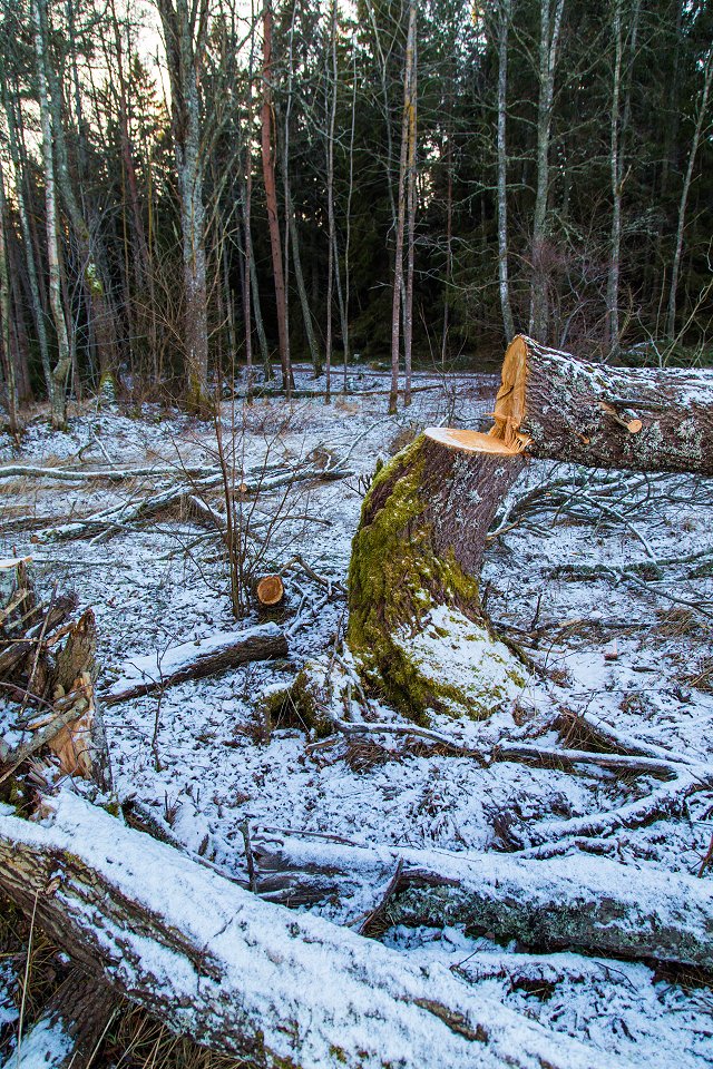 Rösjöskogens naturreservat - januari 2017 motorsag i naturen