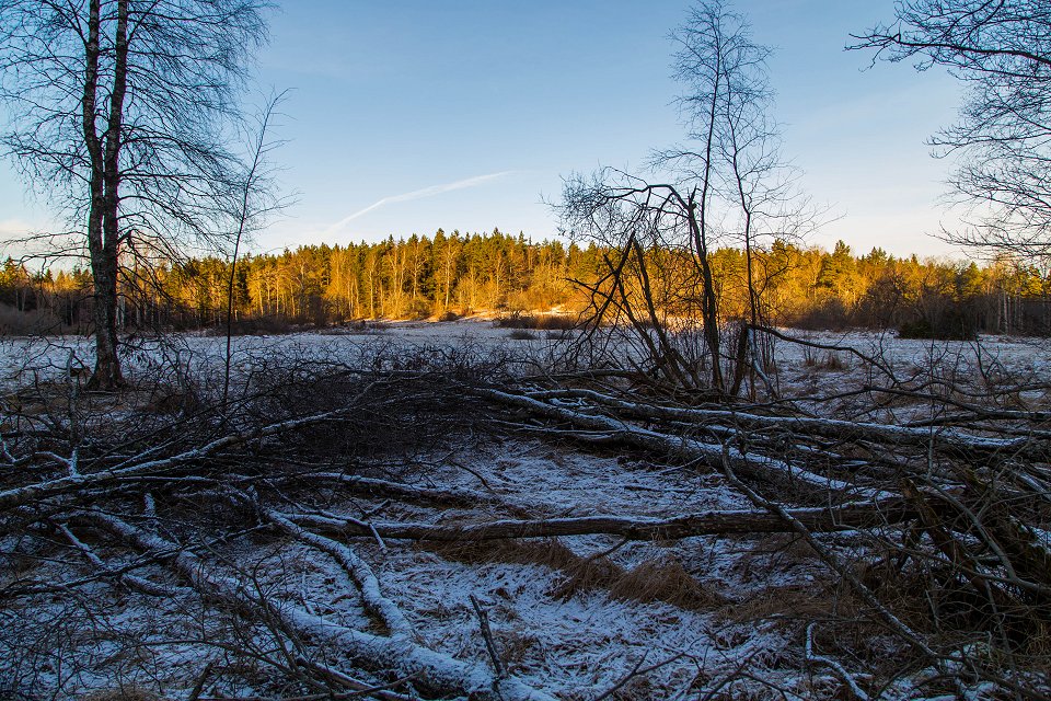 Rösjöskogens naturreservat - januari 2017 stammar nerlagda marken