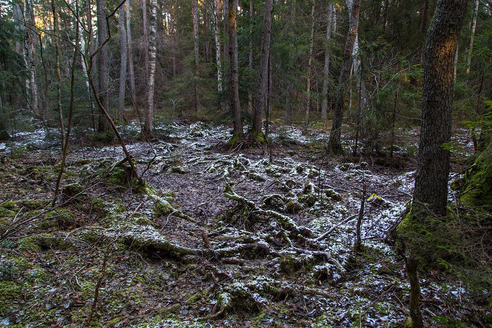 Rösjöskogens naturreservat - januari 2017 torr mosse naturreservat