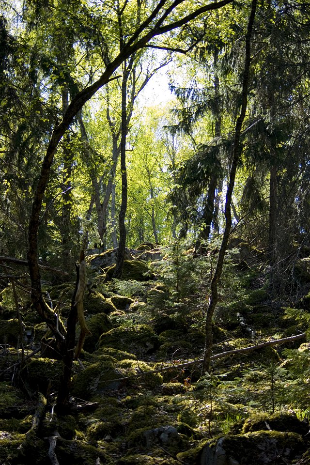 Stäketskogens naturreservat - maj 2011