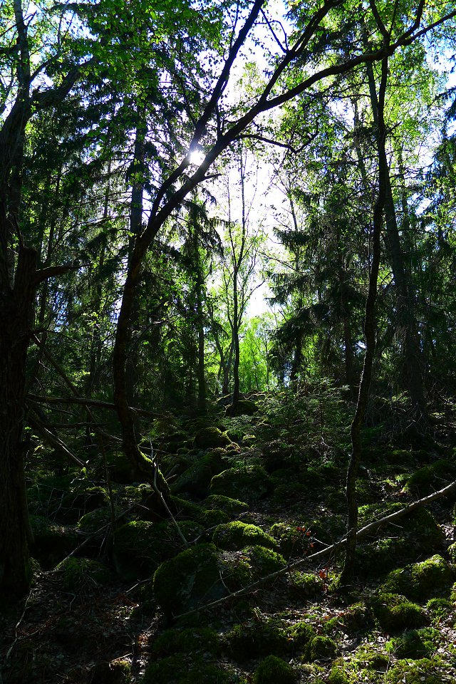 Stäketskogens naturreservat - maj 2011 fin lummig skog