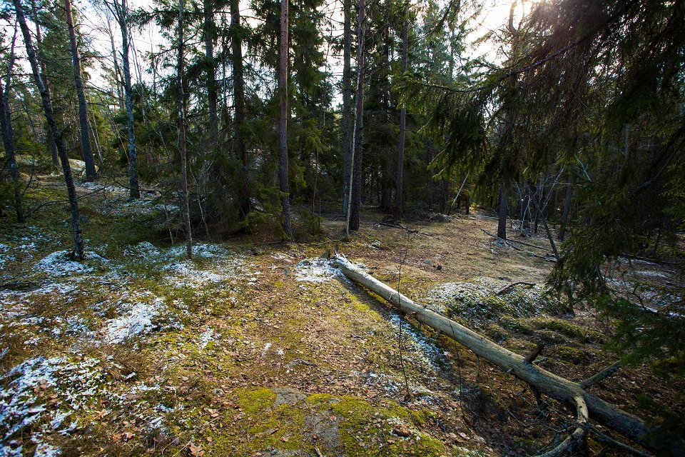 Törnskogens naturreservat - mars 2017 tradstam pa marken