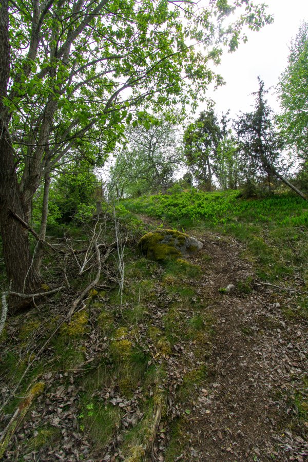 Torslundagropens naturreservat - maj 2016 skogsbacke