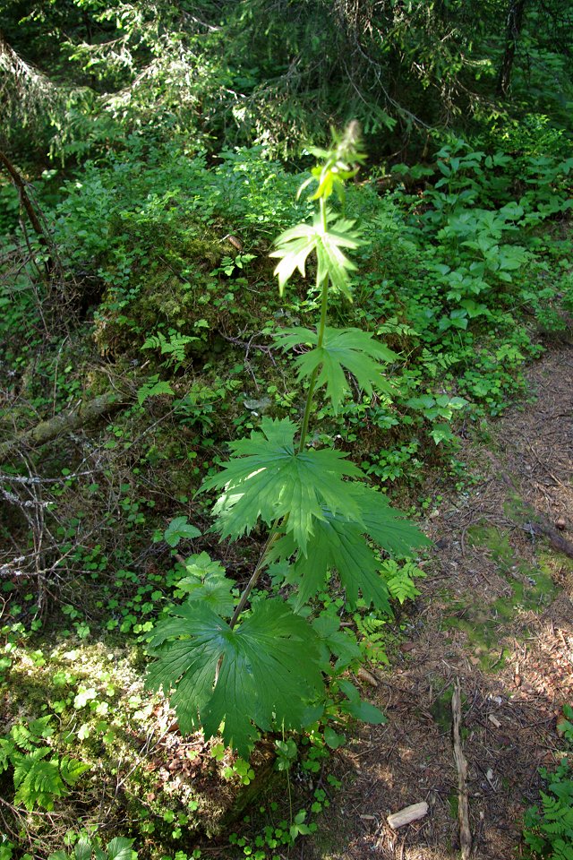 Torvalla urskog - juni 2008 planta urskog