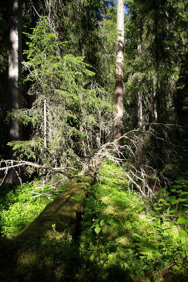 Torvalla urskog - juni 2008 urskog ostersund