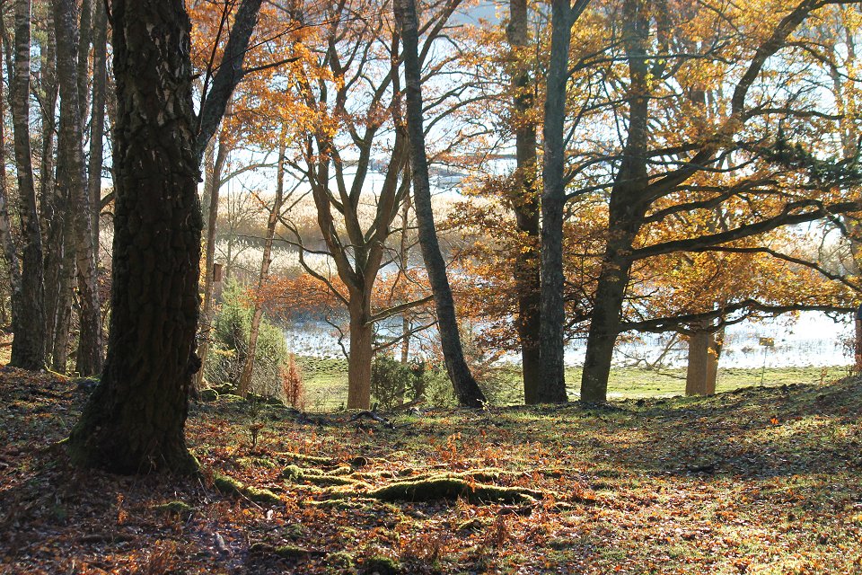 Trosa - oktober 2012 skog backe