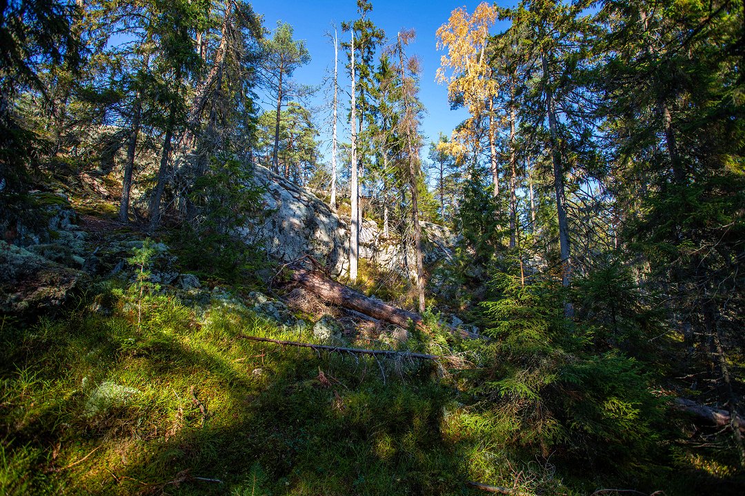 Tyresta nationalpark - oktober 2018 branten