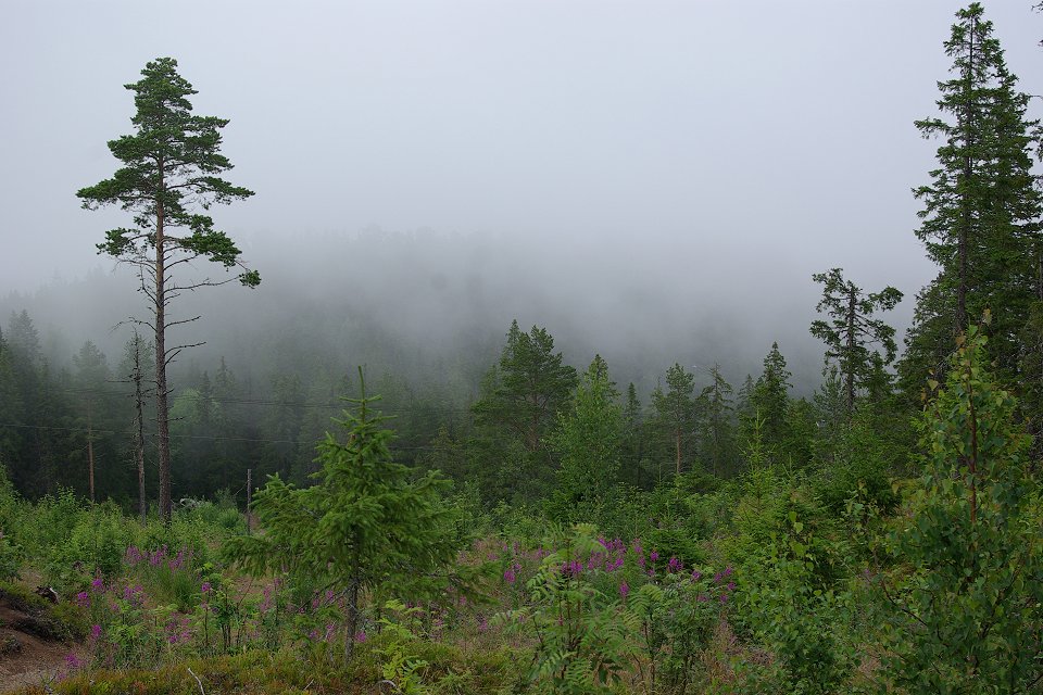 Ulvön - juli 2009 dimma skogen