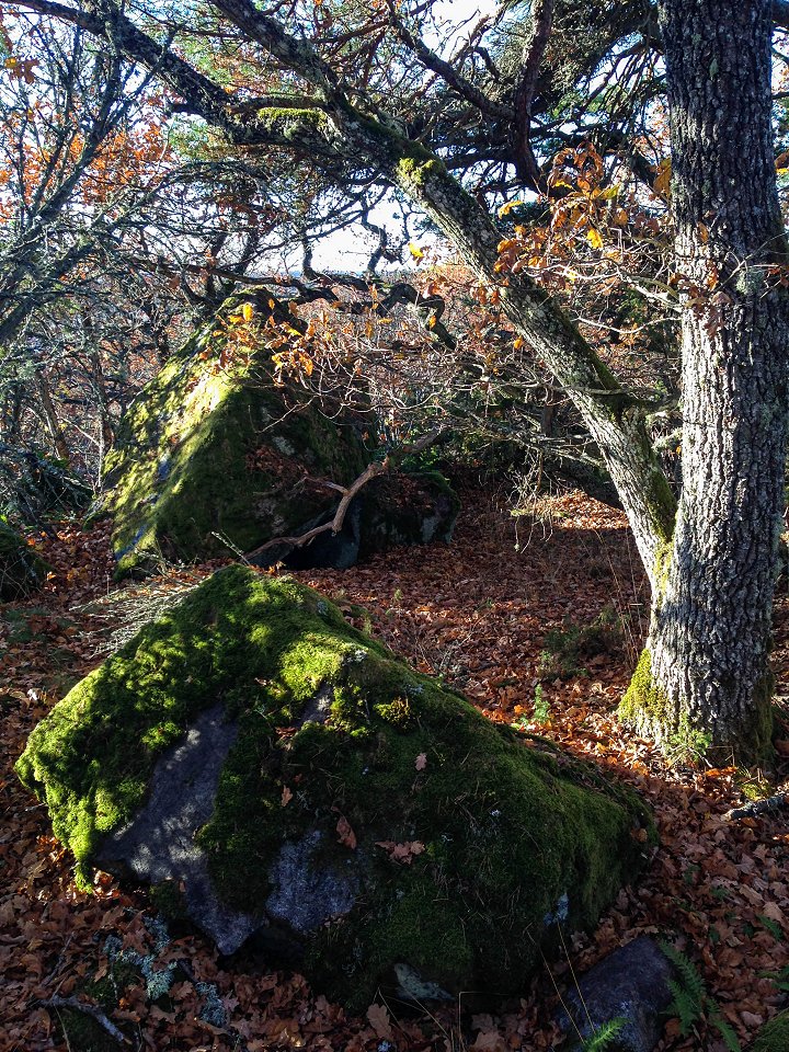 Uvbergets naturreservat - oktober 2016 lov grona stenar