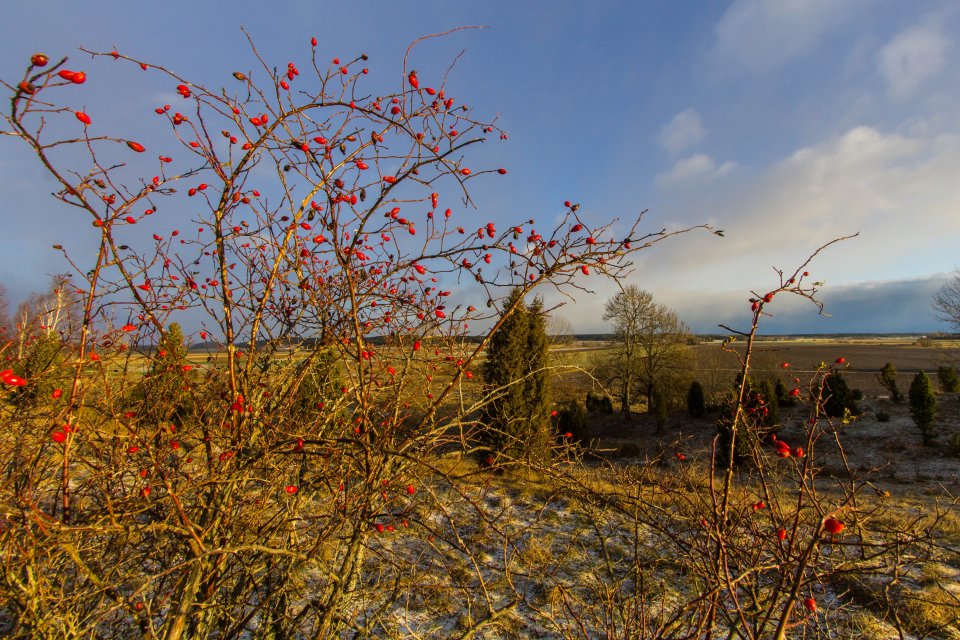 Vånsjöåsens naturreservat - november 2016 nyponbuskar