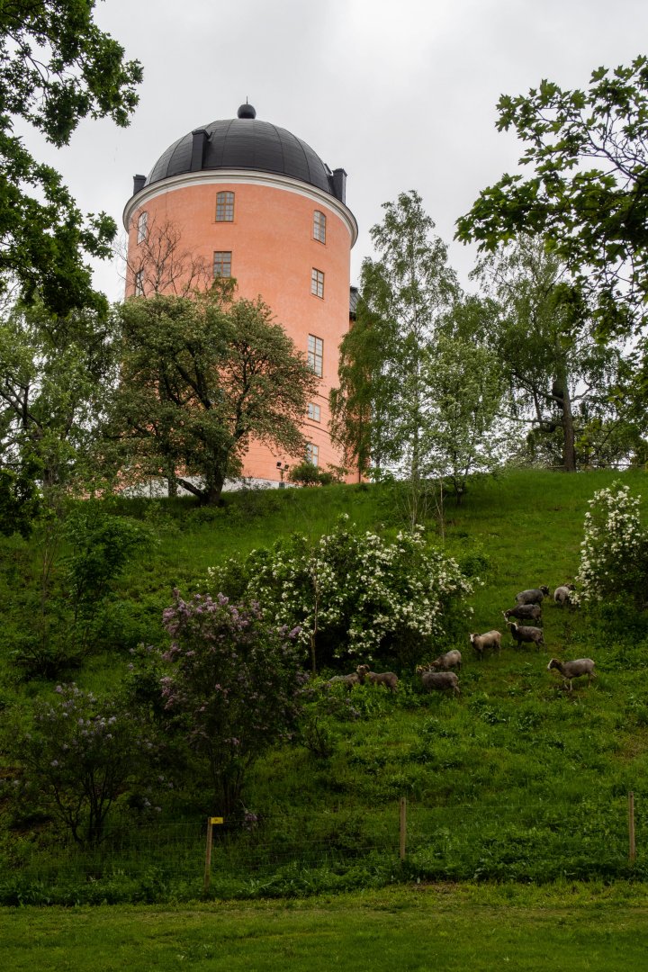 Uppsala slott - maj 2019 faren i backen